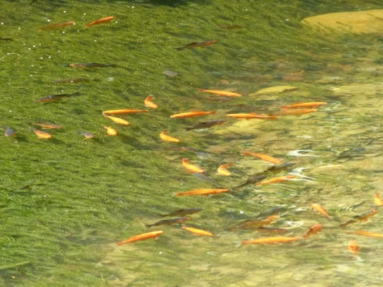 rueeggisberg-schwarzenburg-128