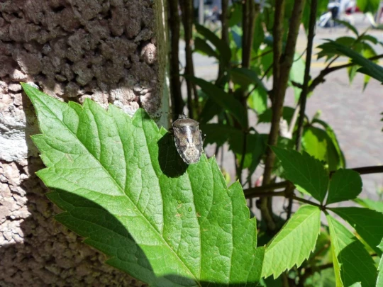 Schönenwerd Bally-Park Insel Niedergösgen Aar Schrannen Wehr Schachen Aarau
