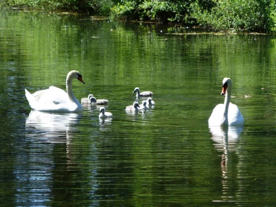 Schönenwerd Bally-Park Insel Niedergösgen Aar Schrannen Wehr Schachen Aarau