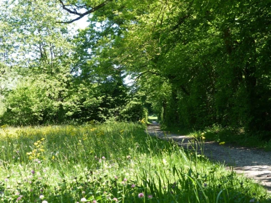 Schönenwerd Bally-Park Insel Niedergösgen Aar Schrannen Wehr Schachen Aarau