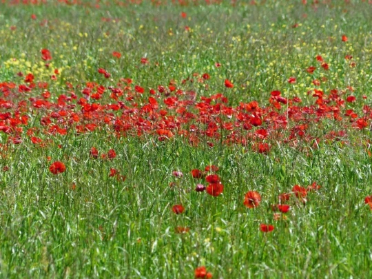schoenenwerd-aarau-164