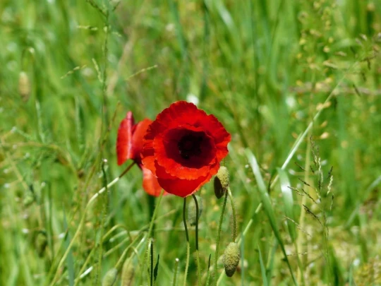 schoenenwerd-aarau-166