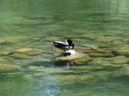 schoenenwerd-aarau-174