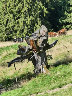 sonloup-montbrion-lally-136