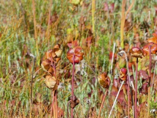sonloup-montbrion-lally-187