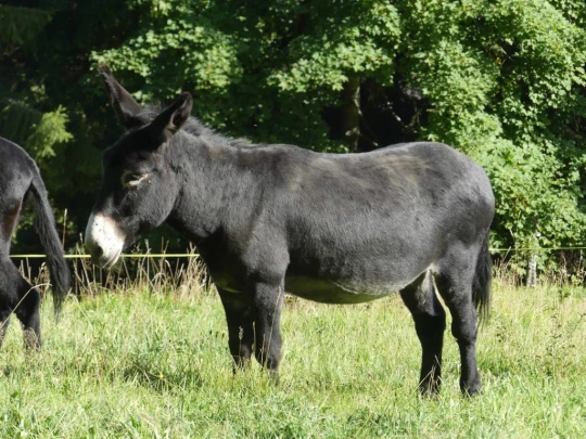 sonloup-montbrion-lally-201