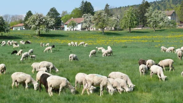 animal mouton St-George Longirod Marchissy Le Vaud Zoo de la Garenne Bassins