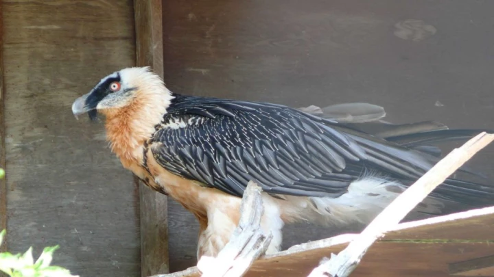 animal oiseau St-George Longirod Marchissy Le Vaud Zoo de la Garenne Bassins