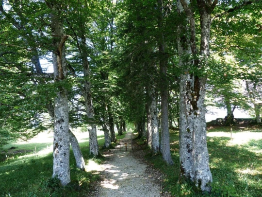 ste-croix-mont-baulmes-ste-croix-151