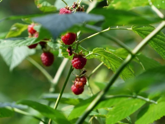 ste-croix-mont-baulmes-ste-croix-158