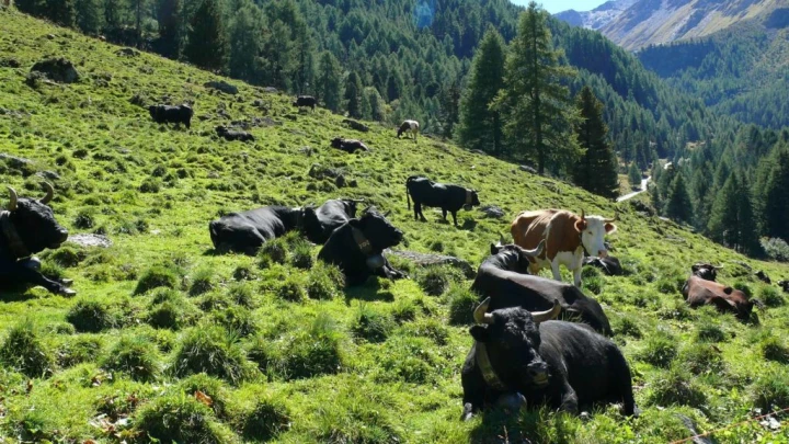 thyon-2000-haute-nendaz-122