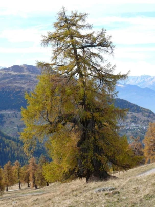 tracouet-haute-nendaz-113