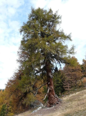 tracouet-haute-nendaz-115