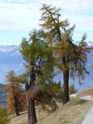 tracouet-haute-nendaz-118