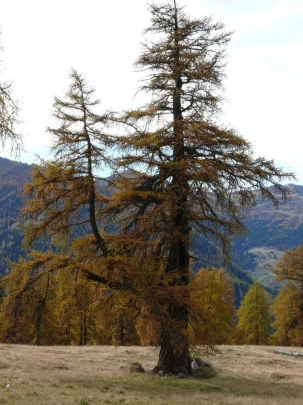 tracouet-haute-nendaz-121