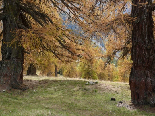 tracouet-haute-nendaz-122