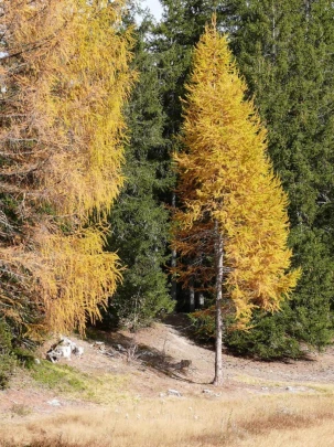 tracouet-haute-nendaz-132