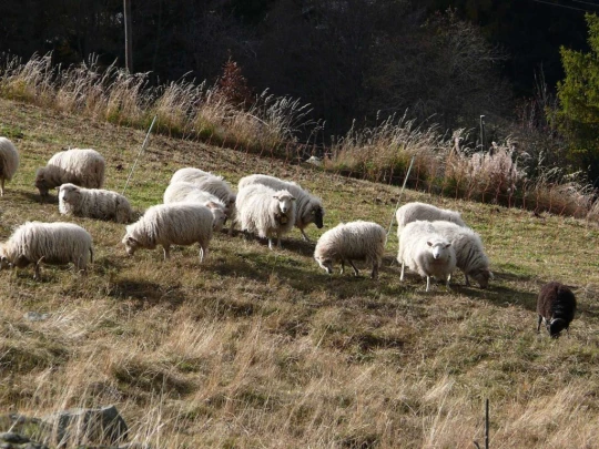 tracouet-haute-nendaz-133
