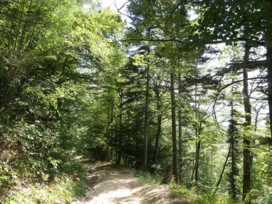 untergrenchenberg-oberdorf-180