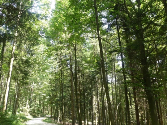 untergrenchenberg-oberdorf-204