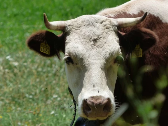 vue-des-alpes-dombresson-130