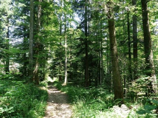 vue-des-alpes-dombresson-136