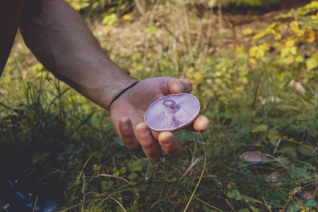 Nous avons ainsi pu récolter une belle quantité de champignons (pieds bleus et laccaires améthystes) qui auront composé notre repas du soir ;-)