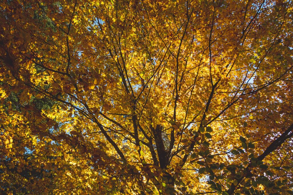 Nous démarrons donc pour un bon petit bout de chemin au plat, légèrement montant, tout tranquillou. Les lumières d'automne sont chatoyantes et révèlent l'incandescence des feuillages.