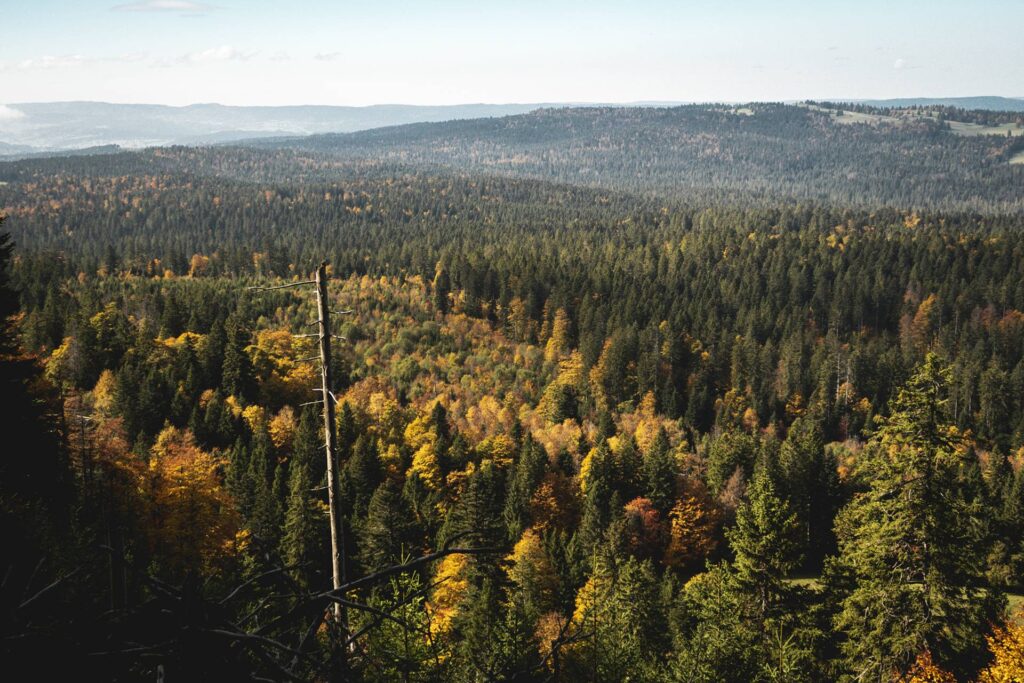 On a pris un peu de hauteur, de quoi contempler les gĂ©nĂ©reuses forĂªts cĂ´tĂ© Français.
