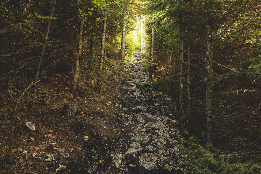 On continue Ă descendre dans la forĂªt sur un sentier toujours autant glissant (mais quand c'est sec, c'est beaucoup moins scabreux).