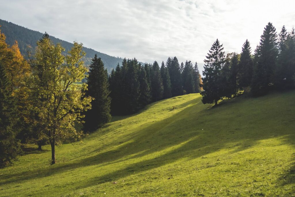 Du refuge, nous remontons lĂ©gèrement vers les pĂ¢tures oĂ¹ nous rĂ©coltons encore quelques champis...