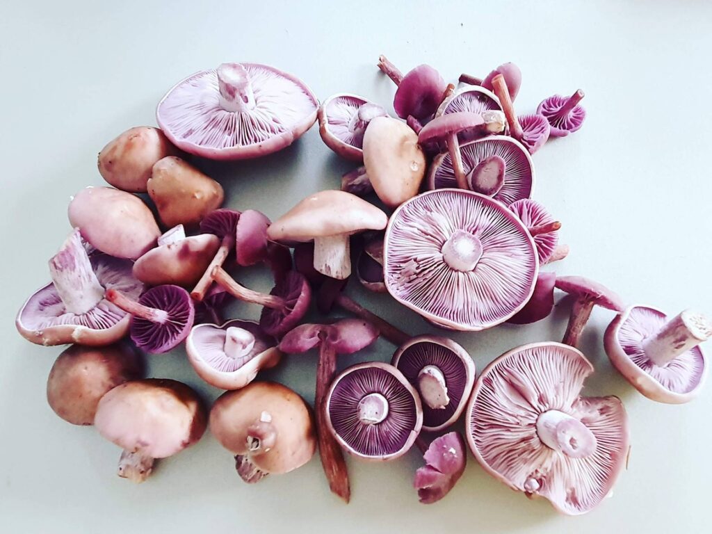 Et pour le souper, crĂªpes aux champis violets !