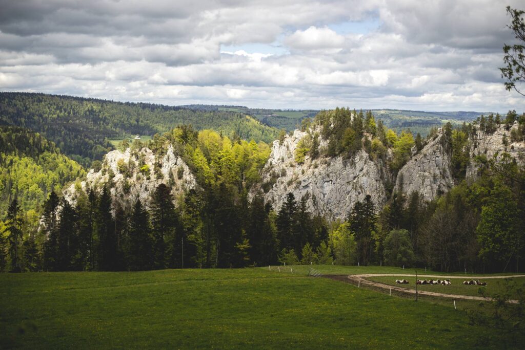 Un peu plus bas, une ferme totalement isolée, nichée à flanc de pâturages, en lisière de forêt. Quelques génisses paissent tranquillement à l'avant-plan de l'arête qui s'impose massivement à l'horizon.
Un homme barbu remonte le pré avec son chien en direction de la bâtisse depuis une combe en contrebas, un sac en toile jeté sur l'épaule. Arrivée à sa hauteur, je lui demande "Ca cueille ?". La conversation est lancée. Plus de morilles à cette saison mais des kilos de mousserons, que l'homme mettra en bocaux, baignés dans le vinaigre. Pendant 40 ans, l'homme a rêvé de vivre ici. Et en janvier, le locataire précédent a quitté les lieux et l'homme barbu s'est précipité sur l'opportunité, renonçant à sa vie de famille. Menuisier-ébéniste indépendant, l'éloignement du village ne le dérange pas. Nous échangeons ainsi un moment. L'homme est souriant, simple, avenant. C'est un beau moment.