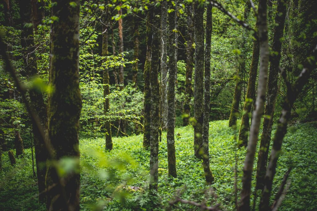 La descente nous emmène vers des zones plus humides et mystérieuses, toujours le long du ruisseau...