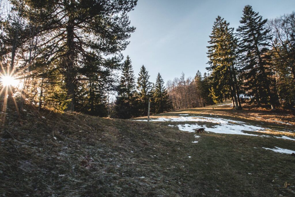 Le soleil du matin filtre à travers les arbres tandis que nous progressons dans le champ.