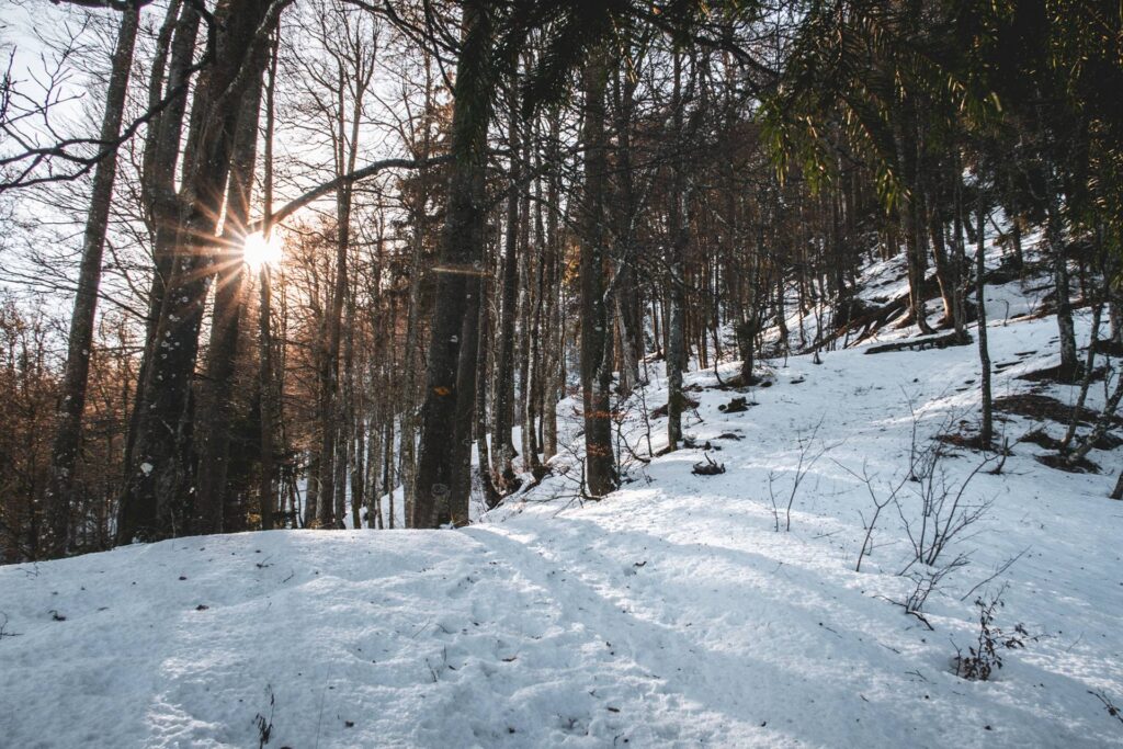 Notre itinéraire se poursuit maintenant dans la forêt jusqu'au sommet. On se fie aux traces de pas dans la neige...