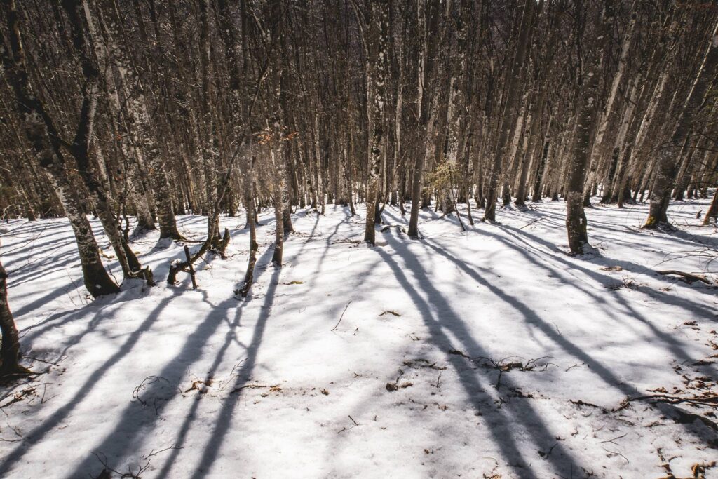 Les lumières rasantes d'hiver chatoient entre les hêtres.