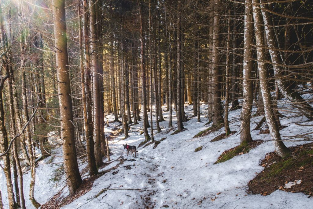 Attention, vers le km 2.1 la crête sur laquelle nous marchons se sépare en deux avec, au milieu, comme une gorge. A cet endroit, il faut passer sur l'autre crête, celle de droite, sous peine de se retrouver coincé. Il y a comme un pont naturel entre les deux au début de leur séparation.
A la fin de la descente, on pourrait directement amorcer le retour vers le point de départ mais ma curiosité me pique et je décide de faire un détour par un autre petit sommet, le Balmfluechöpfli. On part donc sur la droite au croisement puis on s'engouffre dans une sapinière.
