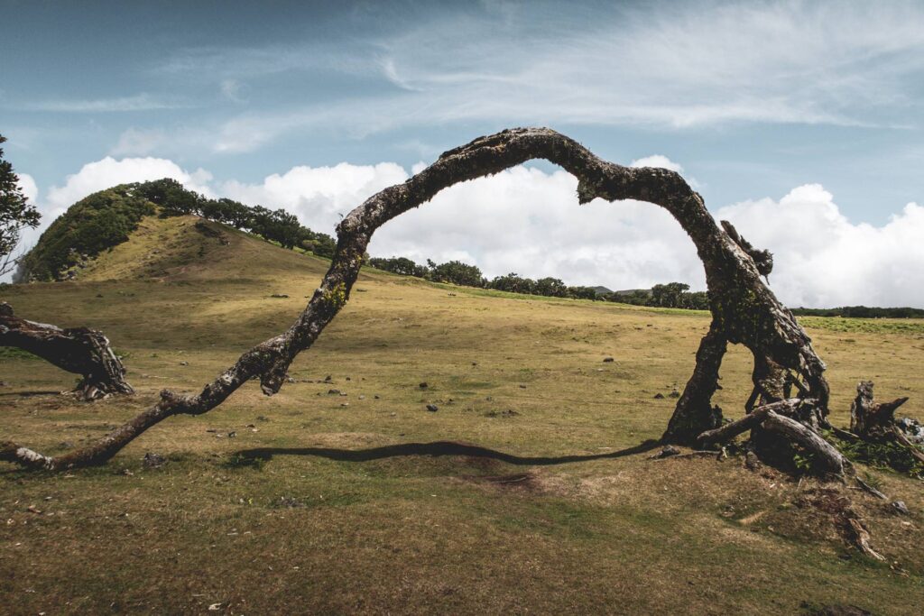 Lorsqu'ils cèdent et tombent, la branche se "replante" dans le sol et reprend racine pour continuer à grandir. On peut ainsi imaginer que ces arbres se déplacement lentement au fil des siècles... épatant !