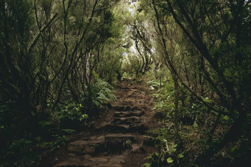 Jour 2 : de Rabaçal aux 25 Fontes
Un aller-retour de 11km le long d'une Levada (l'équivalent de nos chemins de bisse) sans grande difficulté qui nous emmène jusqu'à une incroyable cascade qui tombe en pluie fine dans un petit lac. Tout au long de la marche, les pinsons nous accompagnent, peu farouches. Les fleurs et la végétation sont fabuleuses et ne cessent de nous surprendre.