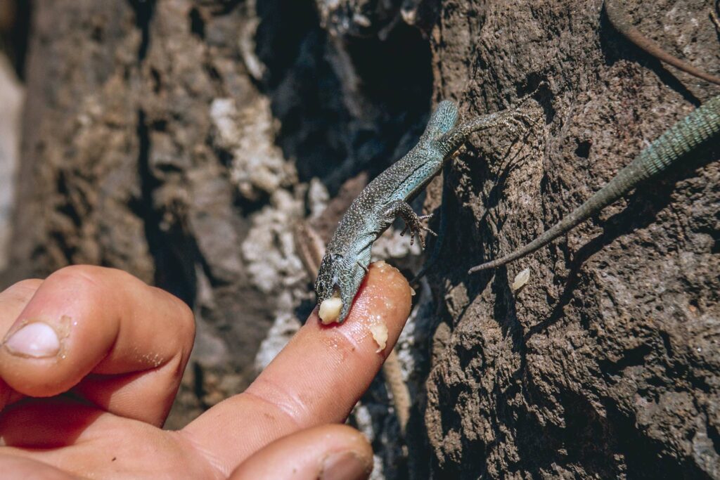 Les lézards des murailles ne sont aucunement farouches ici et semblent apprécier la banane !