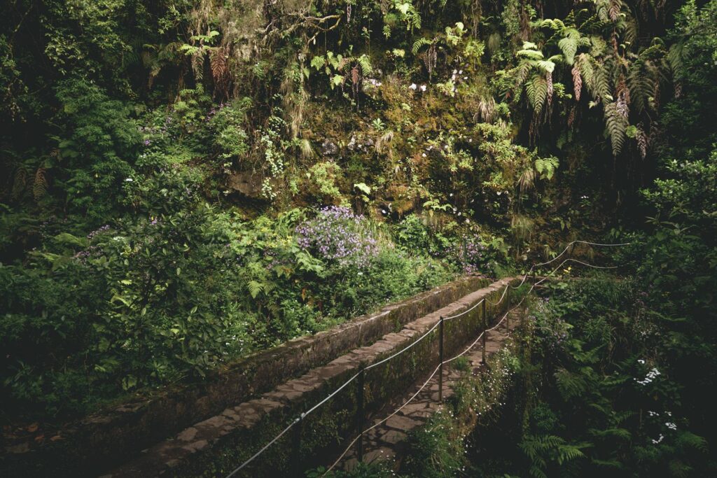 Jour 5 : Levada du Chaudron vert (Caldeirao Verde) et poursuite jusqu'au Chaudron infernal (Caldeirao do Inferno)
Aucune difficulté ici, si ce n'est qu'il y a quelques tunnels très sombres et humides à traverser dans lesquels il faut souvent se baisser (hauteur d'environ 1m60). Une lampe frontale est donc la bienvenue sur ce tracé. Parfois, le sentier se rétrécit en un muret de 30cm de large le long de la levada mais des barrières sécurisent le tout. En dehors du sentier, la pente, parfois très abrupte, pourrait déranger les personnes sujettes au vertige. Le tracée est presque plat mais présente une bonne petite montée sur la seconde partie, pour atteindre le 2ème chaudron.
La végétation est spectaculaire tout au long du tracé...