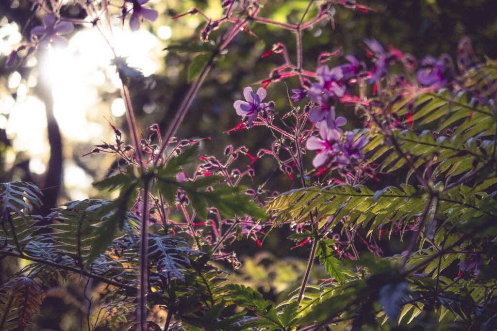 La flore dans les lumières matinales se révèle vibrante.