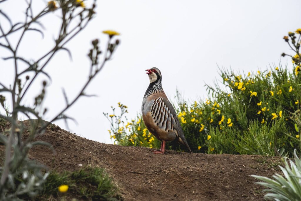 Oh ! Une perdrix rouge. Elles sont en fait très nombreuses sur ce tracé et ne sont pas du tout farouches. On peut les observer à 1m de distance...