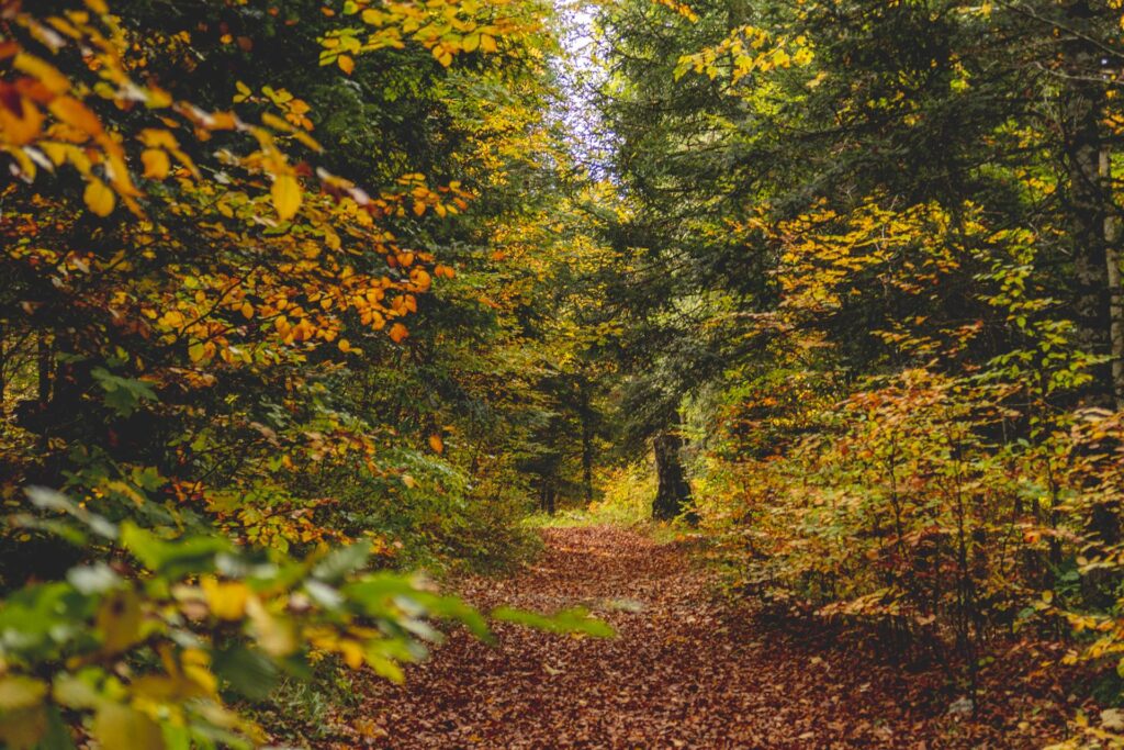 On emprunte ensuite un chemin tout facile Ă travers la forĂªt.