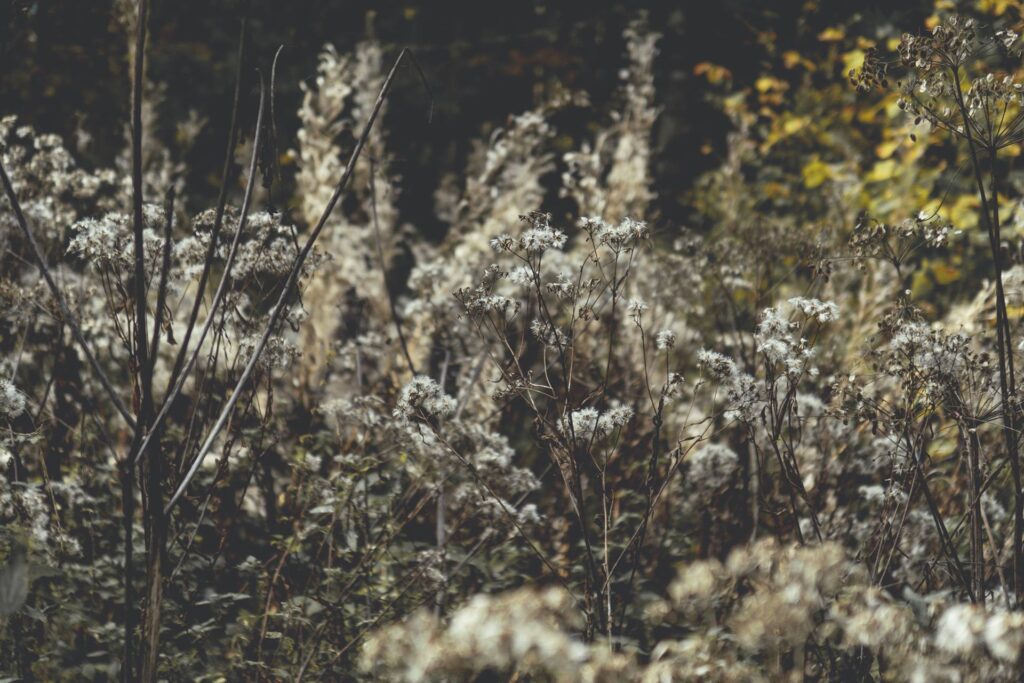 Je commence à me demander dans quoi je me lance... ! Mais bon, j'y suis, j'y reste, on verra bien. En attendant, je contemple le doux déclin des fleurs séchées...