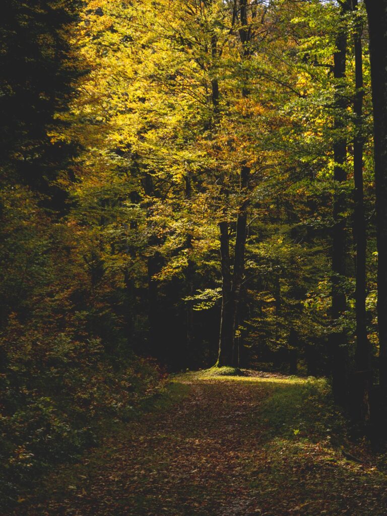 Rien de difficile ni d'effrayant pour l'instant. Juste les superbes lumières rasantes d'octobre...