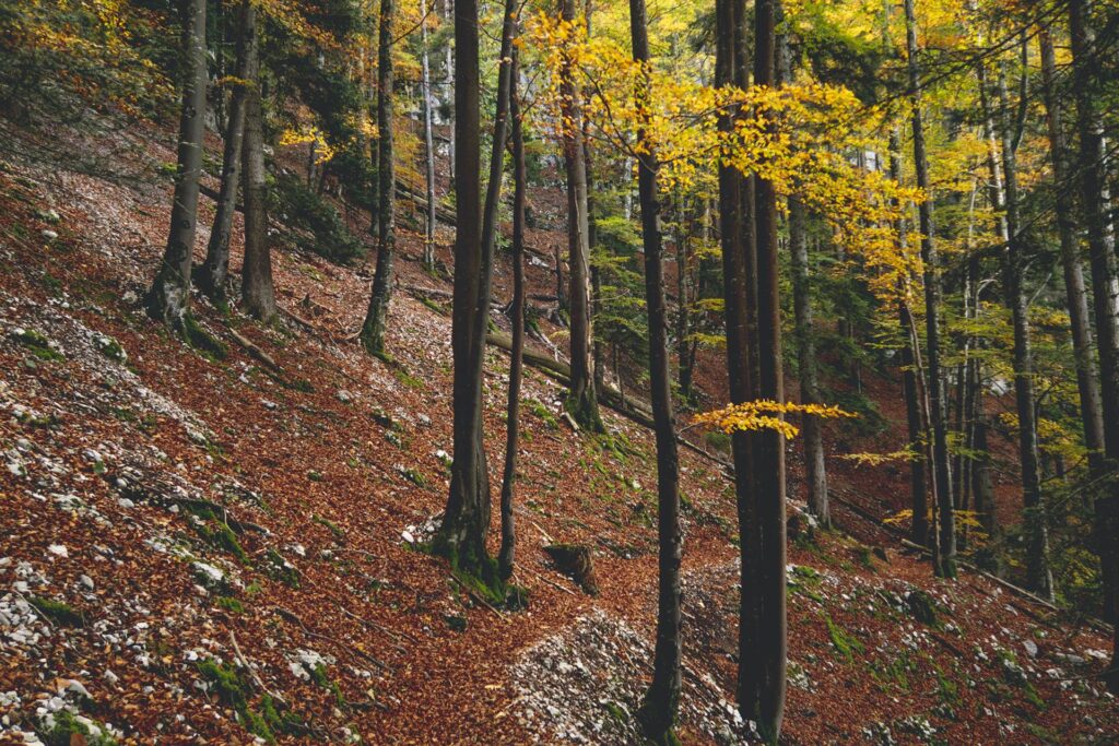 Je croise très peu de monde et profite du calme et des couleurs de cette belle forĂªt.