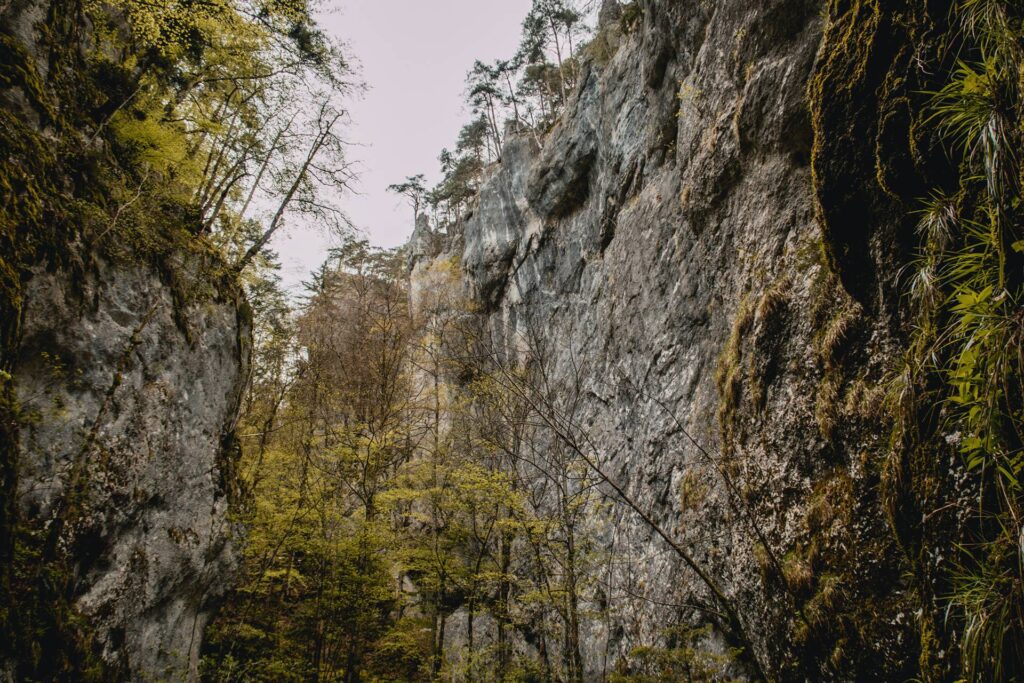 Et nous voilà déjà dans les gorges dont les hautes falaises ultra verticales feraient rêver n'importe quel-le grimpeur-se ! (mais de loin, car de près, on voit que le rocher n'est pas d'une qualité exemplaire).