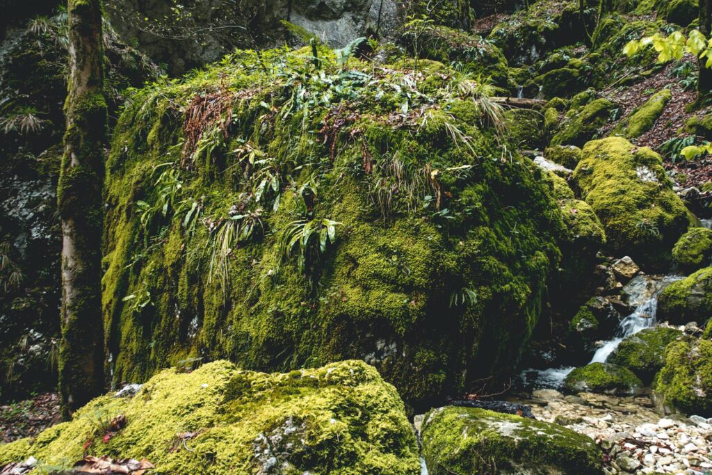 La mousse s'épanouit sur les roches...